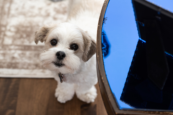 A small white and gray dog standing next to a round table with a reflective blue surface.